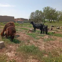 میش بره بز وبزغاله