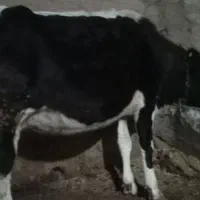 گاو ،گوساله