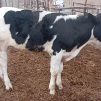 گوساله جنس دار