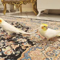 عروس هلندی لوتینو نر و ماده کاملا دستی و سخنگو|پرنده|تهران, سبلان (لشگر)|دیوار
