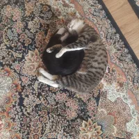 واگذاری رایگان گربه