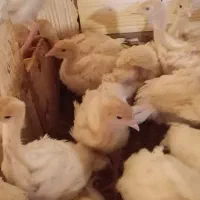 جوجه بوقلمون بیوتی زرین 6|حیوانات مزرعه|حبیب آباد, |دیوار