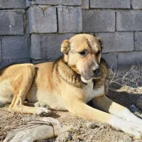 سگ سرابی گم شده