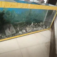 آکواریوم