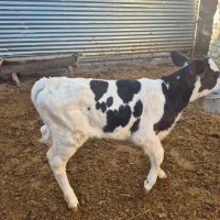 گوساله شیری