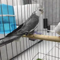 عروس هلندی جفت مولد خ الهیه ۱۱/۱۳|پرنده|بندرعباس, |دیوار