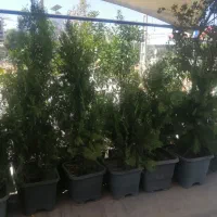درخت|گل و گیاه طبیعی|شیراز, شهرک گلستان|دیوار