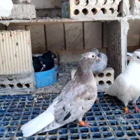 کوهی دم سفید و اشعل