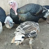 حیوانات مزرعه|حیوانات مزرعه|بره‌سر, |دیوار