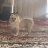 سگ پامرین نژاد روباهی