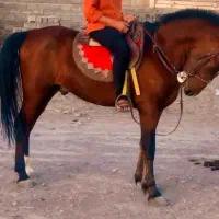 اسب سالم بشرط