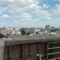 کفتر و کبوتر