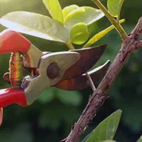 خدمات باغبانی و گل و گیاه