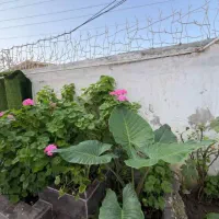 فروش ویلا نوساز سند دار مرکز شهر|فروش خانه و ویلا|چالوس, |دیوار