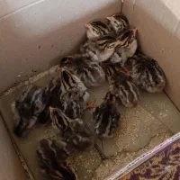 جوجه مرغ شاخدار(گینه ای)