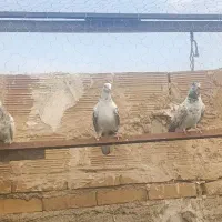 حیون غریب گیری|پرنده|پاکدشت, حصار امیر|دیوار