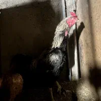 خروس لاری با اصالت