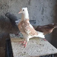 جوجه کبوتر
