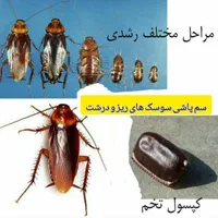 سمپاشی ساس سوسک تمام حشرات 100درصدتضمینی تمام نقاط|خدمات نظافت|مشهد, پورسینا|دیوار