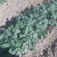 کاه کاهکوب تمیز