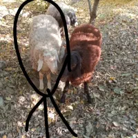 بره نر شیشک امسالی خوشگل|حیوانات مزرعه|هشتگرد, تهران دشت|دیوار