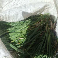 پیاز کوهی