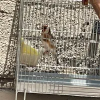 سهره معاوضه