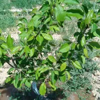 زمین ، باغ ۱۲۰۰ متری همراه اتاق