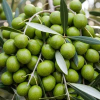 خرید فوری نهال زیتون ارسال رایگان به سراسر کشور
