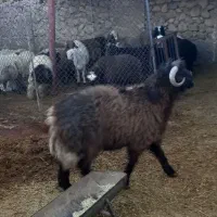 بره قوچی تر و تمیز|حیوانات مزرعه|باشت, |دیوار