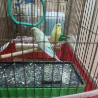 یک جفت مرغ عشق رنگ خاص جوان