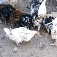 مرغ و خروس لری وگلین|حیوانات مزرعه|خمینی‌شهر, |دیوار