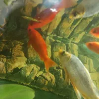 سه عدد ماهی کوی (گلی)|ماهی|مرودشت, فرهنگ|دیوار