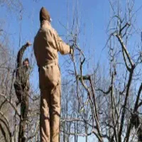 هرس درخت|خدمات باغبانی و درختکاری|مشکین‌دشت, |دیوار
