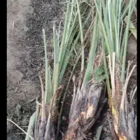 تکریب نخل شادگان|خدمات باغبانی و درختکاری|شادگان, |دیوار