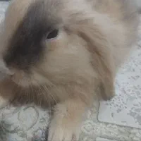 خرگوش