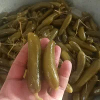 خیارشور تازه وبه قیمت مناسب سوپر نول ممتاز ویژه|خوردنی و آشامیدنی|شیروان (خراسان), |دیوار