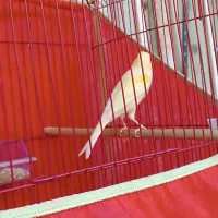 قناری|پرنده|بندرعباس, |دیوار