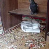 کبوتر|پرنده|شیراز, دروازه اصفهان|دیوار