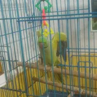 ملنگو نر سخنگو فول دستی|پرنده|خرم‌آباد (تنکابن), |دیوار