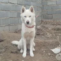 سگ هاسکی تربیت شده