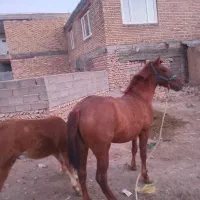 اسب ماده|اسب و تجهیزات اسبسواری|دهگلان, |دیوار