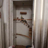 عروس|پرنده|قم, شهرک مهدیه (مدرس)|دیوار