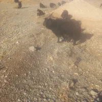 چابیش دوبور مخصوص گله|حیوانات مزرعه|مرودشت, نقش رستم|دیوار