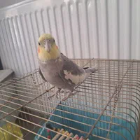 عروس هلندی با قفس