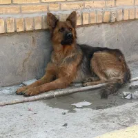 سگ ژرمن ماده