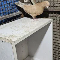 طلایی ماده معاظه بانر