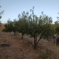 فروش باغ دو راهی لیلمانج|فروش دفتر صنعتی، کشاورزی، تجاری|سنقر, |دیوار