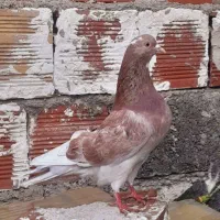 کفتر طوقی