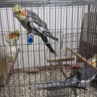 طوطی عروس جوان تازه بالغ|پرنده|بهبهان, |دیوار